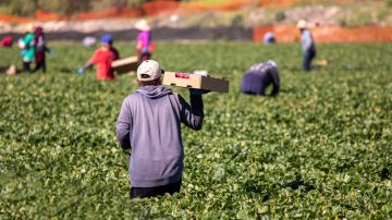 Derechos para trabajadores agrícolas inmigrantes