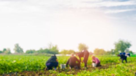 Agricultores latinos en Estados Unidos