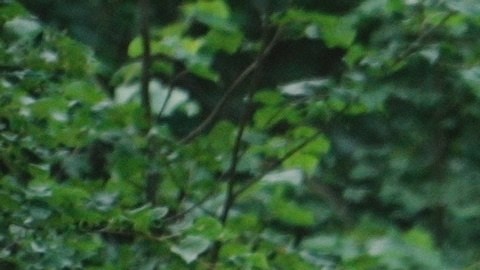 Una pareja de adultos mayores camina en un parque de Estados Unidos.
