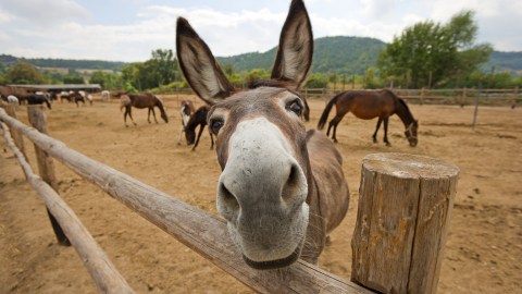 Adopción de caballos y burros