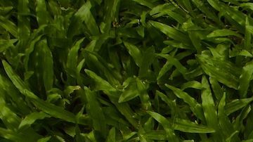 Una caja de Krispy Kreme en el jardín.