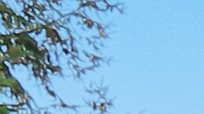 Pago directo para inquilinos