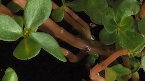 Logotipo de Sam's Club en una tableta.