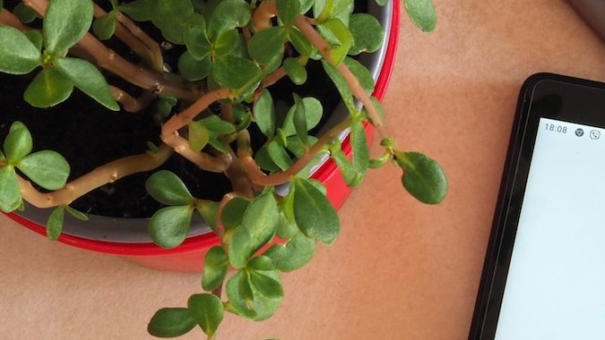 Logotipo de Sam's Club en una tableta.