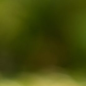 Comparación de membresía de Costco, membresía Gold vs Executive.