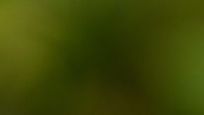 Comparación de membresía de Costco, membresía Gold vs Executive.