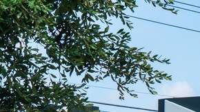 Electric Vehicles iseecars.com