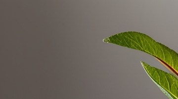 Imagen de cupones de alimentos al centro, rodeados de alimentos frescos y saludables.