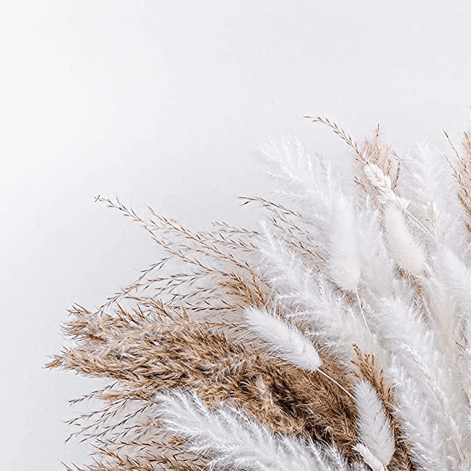 Hierba de pampa seca decorativa Sanmadrola.