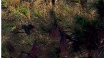 Cuando un auto se declara como pérdida total, te pagan el valor actual del auto y no el precio que te costó en un inicio.