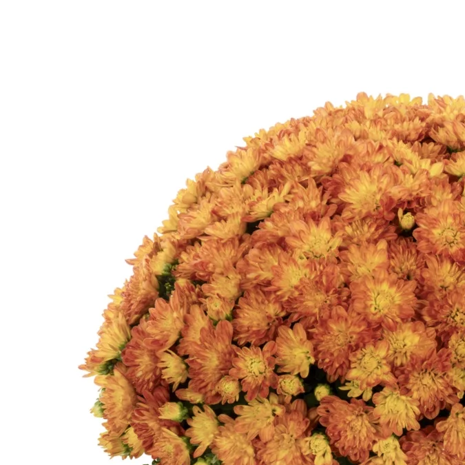 Planta de crisantemo de jardín de color naranja de Better Homes & Gardens.