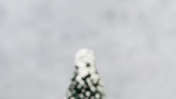 Árboles de navidad miniatura con una tarjeta de Costco al frente.