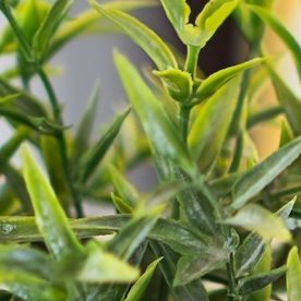 Los impuestos sobre las ganancias de capital se deben pagar sobre las ganancias obtenidas por la venta de activos, como acciones o bienes raíces.