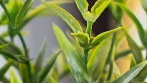 Los impuestos sobre las ganancias de capital se deben pagar sobre las ganancias obtenidas por la venta de activos, como acciones o bienes raíces.