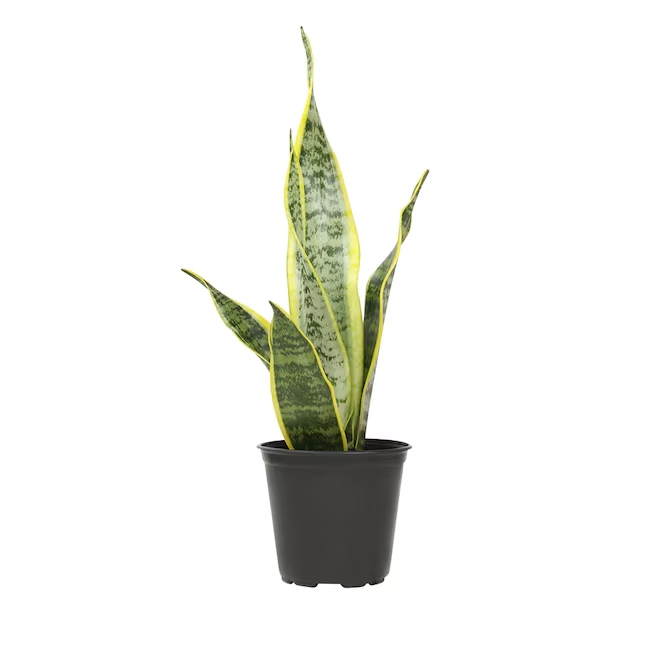 Altman Plants Lengua de suegra.