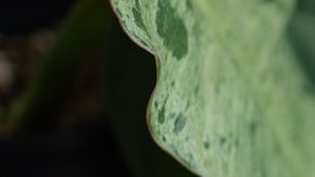 Walmart tiene una oferta especial en el iPhone 14, que te ahorrará más de $100 dólares.