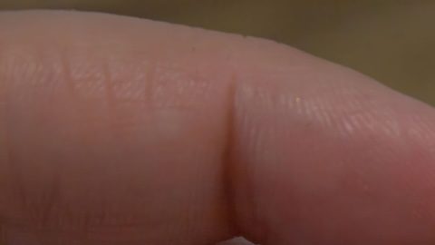 Algunas monedas de $1 dólar de 1980 podrían valer miles de dólares en el mercado de subastas.