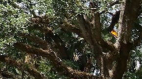 USPS ha recortado 30,000 puestos de trabajo desde 2021.