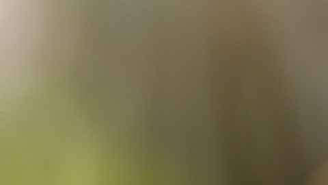 Los activos bajo gestión (AUM) son el valor de mercado de las inversiones gestionadas por una persona o entidad en nombre de sus clientes.