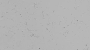 El estímulo económico y el pasaje de avión para las personas que se autodeporten costarían menos que una deportación real, según el DHS.