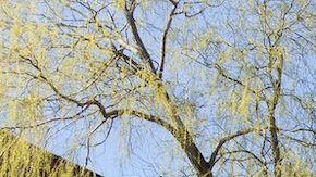 Si bien no existe un estándar establecido, una casa pequeña rara vez supera los 500 pies cuadrados.