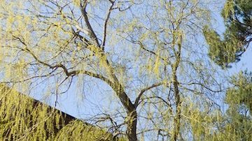 Si bien no existe un estándar establecido, una casa pequeña rara vez supera los 500 pies cuadrados.
