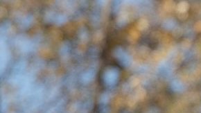 El VA está dando marcha atrás en su plan de implementar recortes de plantilla generalizados, aunque sigue prometiendo algunas reducciones de personal.