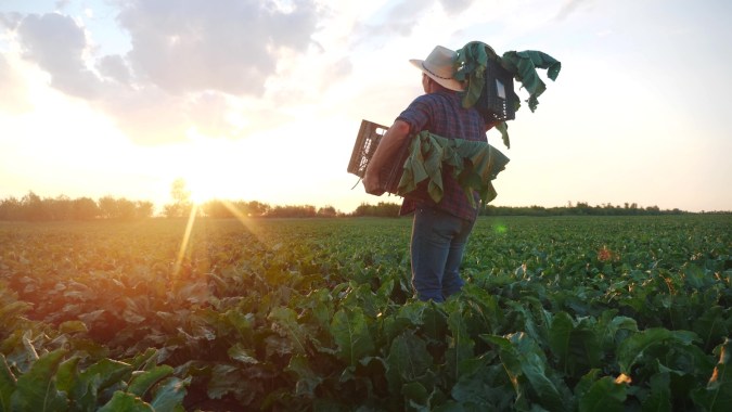 La visa H-2A permite a los empleadores agrícolas estadounidenses emplear trabajadores extranjeros en los EE.UU. para realizar trabajos o servicios agrícolas temporales o estacionales bajo ciertas condiciones.