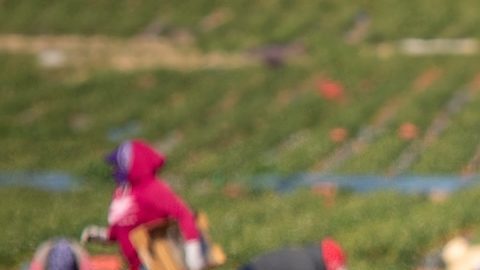 El programa de visas H-2A comenzó lentamente: solo se emitieron 44 visas en 1987, el primer año; mientras que tres décadas después, en 2023, el número había aumentado a más de 300,000.