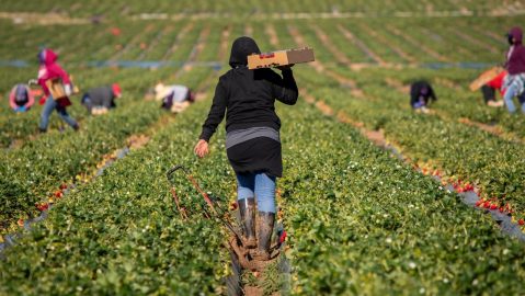 El programa de visas H-2A comenzó lentamente: solo se emitieron 44 visas en 1987, el primer año; mientras que tres décadas después, en 2023, el número había aumentado a más de 300,000.
