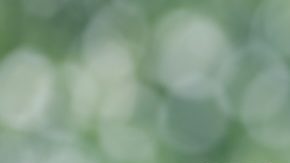 La idea de un pago único surge en un momento en que las personas mayores se enfrentan a otro año de aumentos mínimos en el COLA mientras los precios aumentan en todos los ámbitos.