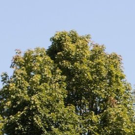 Otros cambios en Denny's incluyen un menú reducido, con el número de opciones reducido de 97 a 46.