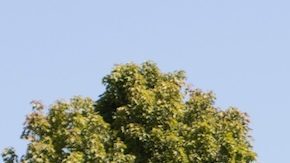 Otros cambios en Denny's incluyen un menú reducido, con el número de opciones reducido de 97 a 46.