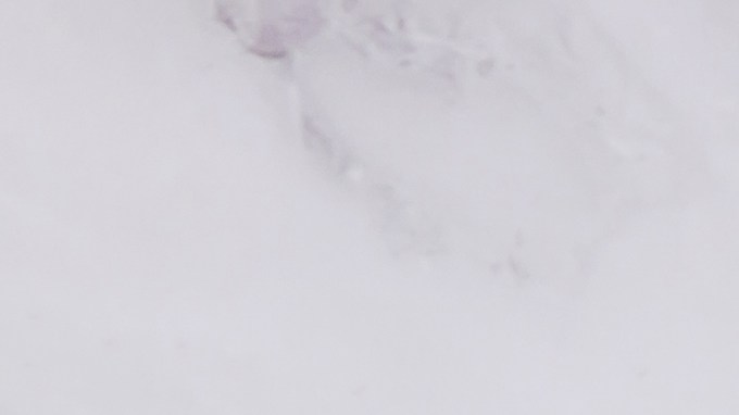 Cheque de estímulo en Estados Unidos