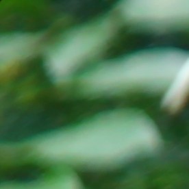 Leñador en Estados Unidos