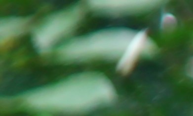 Leñador en Estados Unidos