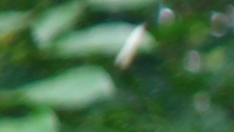 Leñador en Estados Unidos