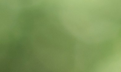 Fondo fiduciario del Seguro Social