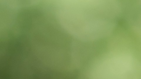 Fondo fiduciario del Seguro Social